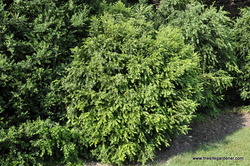 Buxus x 'Green Gem' — photo 1